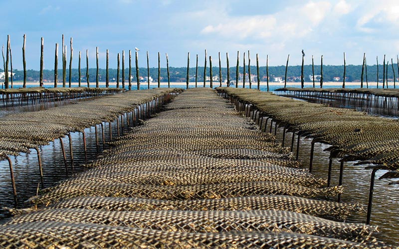 Classe de mer dans le bassin d’Arcachon | Élément Terre - parc à huîtres à Boulan