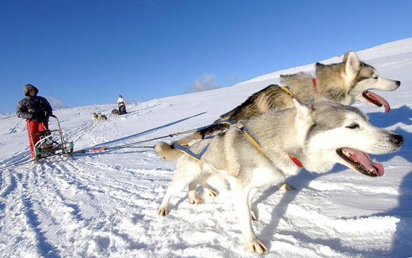 Classe de montagne en hiver en Auvergne | Élément Terre - chiens de traîneau