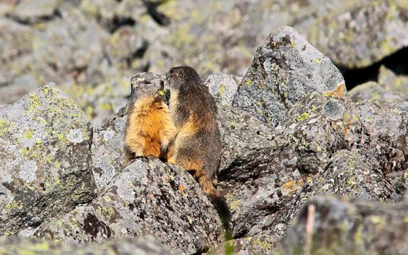 Classe de montagne printemps/automne en Auvergne | Élément Terre - marmottes en Auvergne