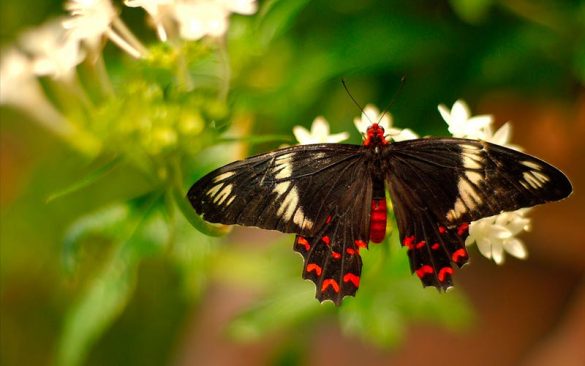 Photographie nature en Auvergne | Élément Terre - © Ajith U-Flickr - photographier les insectes